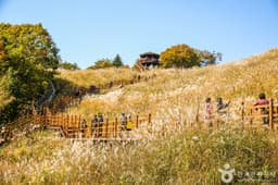 명성산억새밭