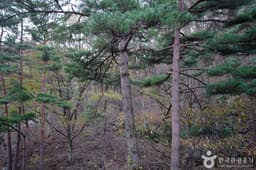 대관령 소나무숲길