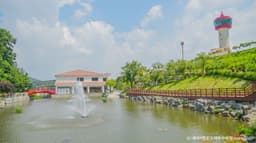 용인자작나무숲