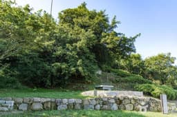 강진 삼인리 비자나무