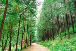 상관 공기마을 편백숲