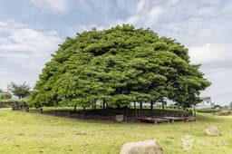 남해 창선도 왕후박나무