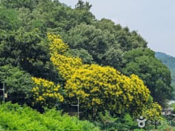 내곡 모감주나무군락