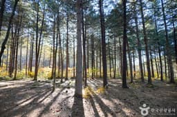 봉화 금강소나무림