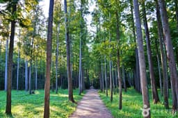 벌영리 메타세콰이어길