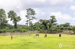 도치돌 알파카목장