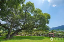 산청 실매리 왕버드나무군