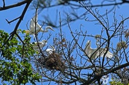 무안 용월리 백로와 왜가리 번식지