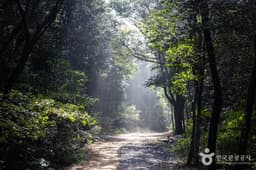 서귀포 치유의 숲