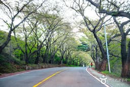 하동 쌍계사 하동십리 벚꽃길