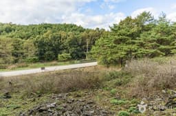 괴산 송덕리 미선나무 자생지