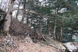 개천사 비자나무숲