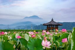 함안 연꽃테마파크