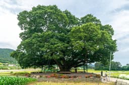 거제 명진리 느티나무