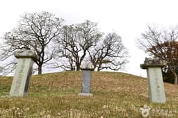 함평 양재리의 이팝나무