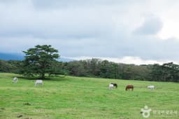 제주마방목지