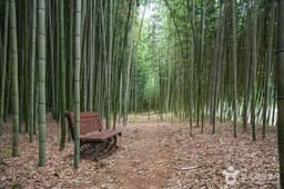 섬진강 대나무숲길