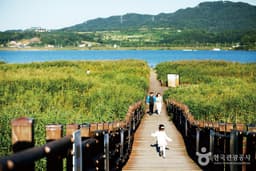 솔숲과 갈대밭을 거닐다