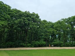 헌인릉 생태경관보전지역(오리나무림)