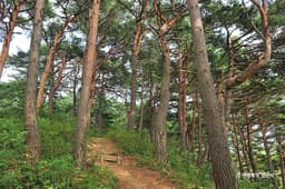 화진포소나무숲산림욕장