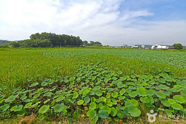 Image 0