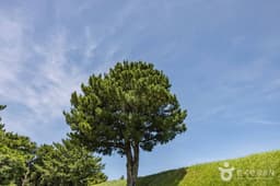 [제주올레 16코스] 고내-광령 올레