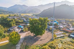 하멜 체류지와 강진 성동리 은행나무