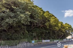 남해 미조리 상록수림