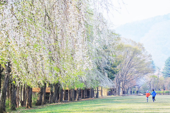 두 발로 즐기는 강촌 철길 여행!