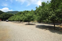 호두나무캠핑장