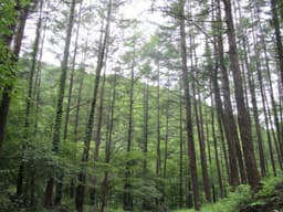 강씨봉 자연휴양림