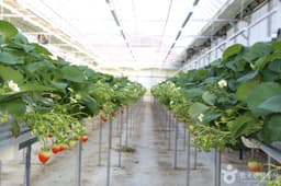 별마을딸기체험농장