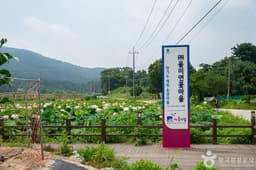 울미연꽃마을