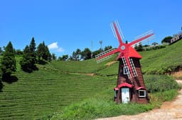 초록잎이펼치는세상