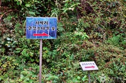 서벽금강소나무숲