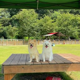 피플앤독느티캠핑장