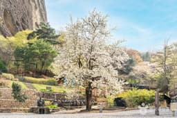 진안 은수사 청실배나무