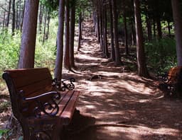 연둣빛 신록으로 빛나는 숲