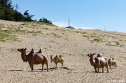 대청도 옥죽동 해안사구