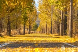 다산 좌학리 은행나무 숲