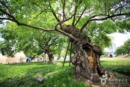 성주 경산리 성밖숲