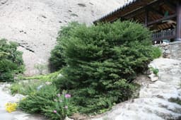 진안 마이산 줄사철나무 군락