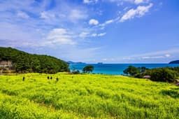 학동 내촐 유채꽃밭