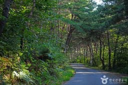 매화마을 녹색길