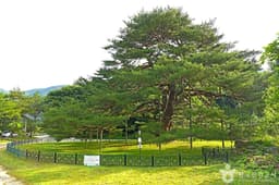 보은 서원리 소나무