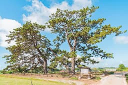 무안망운면의곰솔