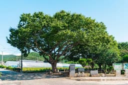 무안 청천리 팽나무와 개서어나무 숲