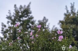 강릉 방동리 무궁화