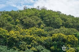 포항 발산리 모감주나무와 병아리꽃나무 군락