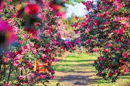 일출과 동백꽃, 서천에서 '빨간 여행'
